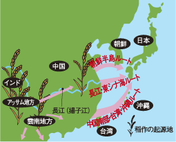 稲の起源・流入ルートを説明した地図