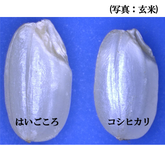 胚芽の大きな胚芽米