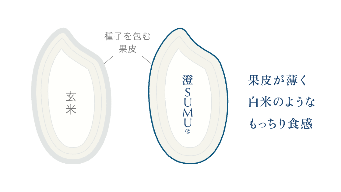 sumu_genmai-concept_01.webp
